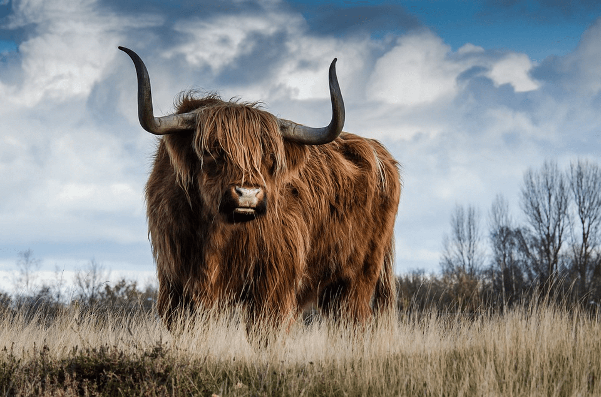 Has your organization tamed the Data Bull?
